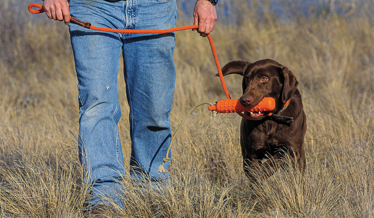 Hunting dog leads and collars shop